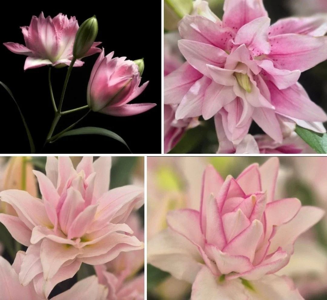 3 Rose Lily Flower Bulbs - Mixed Pink & White Double Flowers Outdoor - Image 9