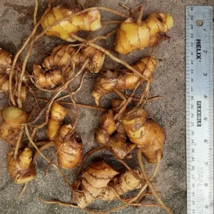 3 Shampoo Ginger Rhizomes - Zingiber zerumbet Pine Cone Ginger Plant - Image 2