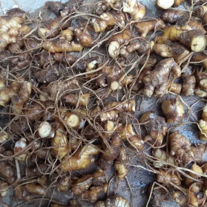 3 Shampoo Ginger Rhizomes - Zingiber zerumbet Pine Cone Ginger Plant - Image 4