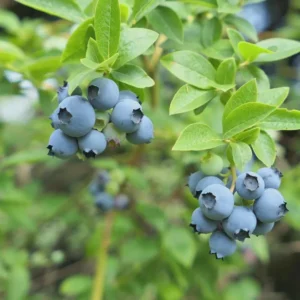 3 Sharpe Blue Blueberry Starter Plugs Vaccinium corymbosum - Live Plant - Image 4