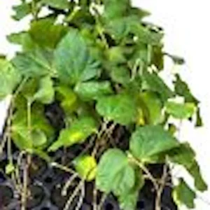 3 Sherbet Berry Plants - Grewia Asiatica Edible Fruit Starter Plant - Zones 9-11 - Image 2