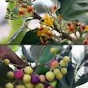 3 Sherbet Berry Plants - Grewia Asiatica Edible Fruit Starter Plant - Zones 9-11 - Image 5