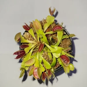 3 Small Venus Flytrap (Dionaea Muscipula) Live Carnivorous Plants, Indoor/Outdoor - Image 2