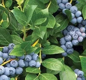 3 Snow Chaser Blueberry Live Plants - Southern Highbush, Early Ripening - Image 7