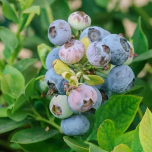 3 Springhigh Blueberry Starter Plug Live Plants - Vaccinium corymbosum - Low Chill - Image 2