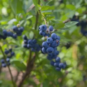 3 Springhigh Blueberry Starter Plug Live Plants - Vaccinium corymbosum - Low Chill - Image 3