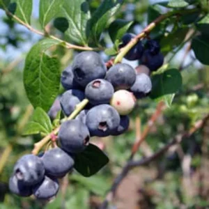 3 Springhigh Blueberry Starter Plug Live Plants - Vaccinium corymbosum - Low Chill - Image 1