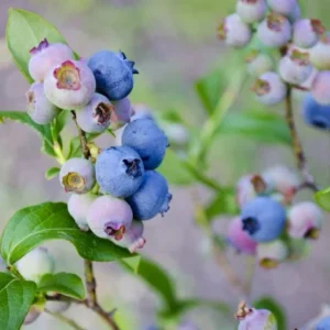 3 Springhigh Blueberry Starter Plug Live Plants - Vaccinium corymbosum - Low Chill - Image 4