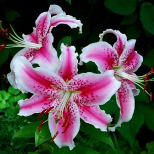 3 Stargazer Oriental Lily Bulbs - Pink & White Fragrant Flowers for Butterfly Garden - Image 5