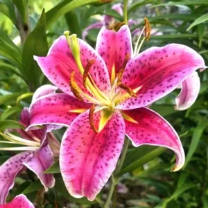 3 Stargazer Oriental Lily Bulbs - Pink & White Fragrant Flowers for Butterfly Garden - Image 6