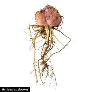 3 Stargazer Oriental Lily Bulbs - Pink & White Fragrant Flowers for Butterfly Garden - Image 7