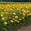 3 Stella De Oro Daylily Hemerocallis Golden Yellow Perennial Bare Root Plant - Image 1