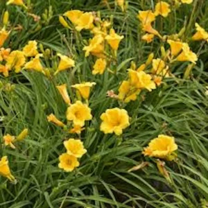 3 Stella De Oro Daylily Hemerocallis Golden Yellow Perennial Bare Root Plant - Image 2