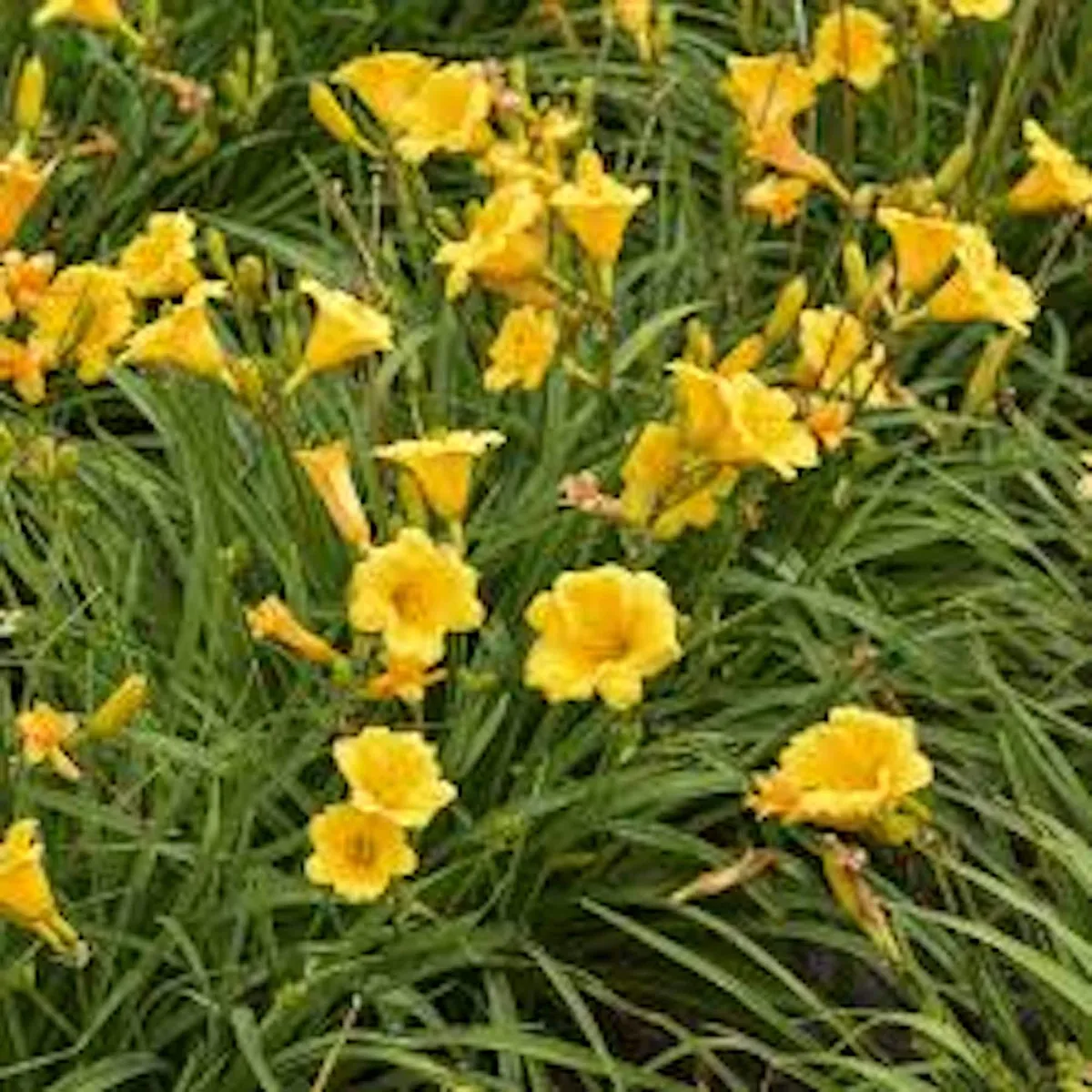 3 Stella De Oro Daylily Hemerocallis Golden Yellow Perennial Bare Root Plant - Image 2