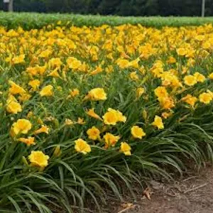 3 Stella De Oro Daylily Hemerocallis Golden Yellow Perennial Bare Root Plant - Image 1