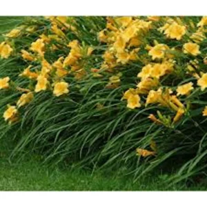 3 Stella De Oro Daylily Hemerocallis Golden Yellow Perennial Bare Root Plant - Image 5