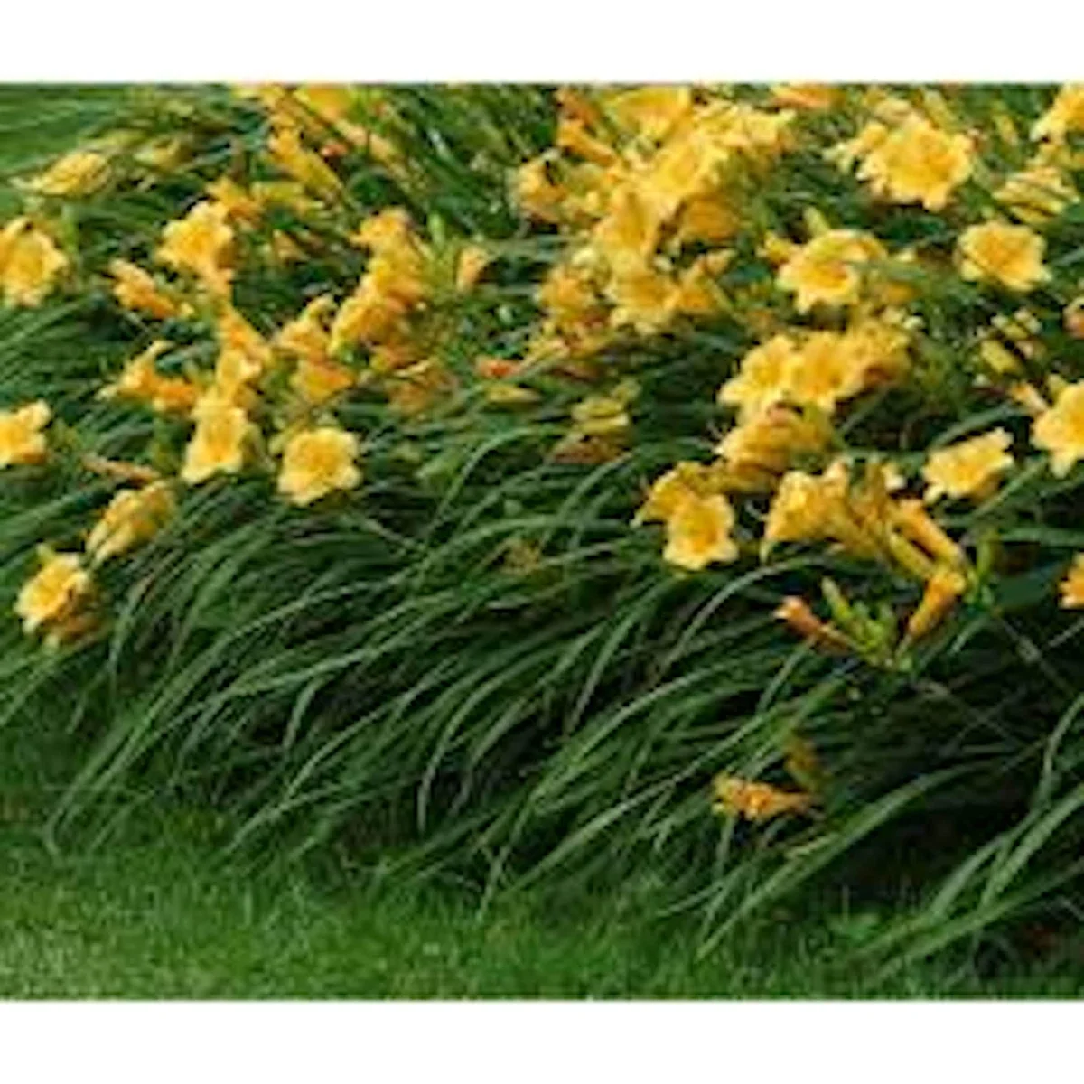 3 Stella De Oro Daylily Hemerocallis Golden Yellow Perennial Bare Root Plant - Image 5