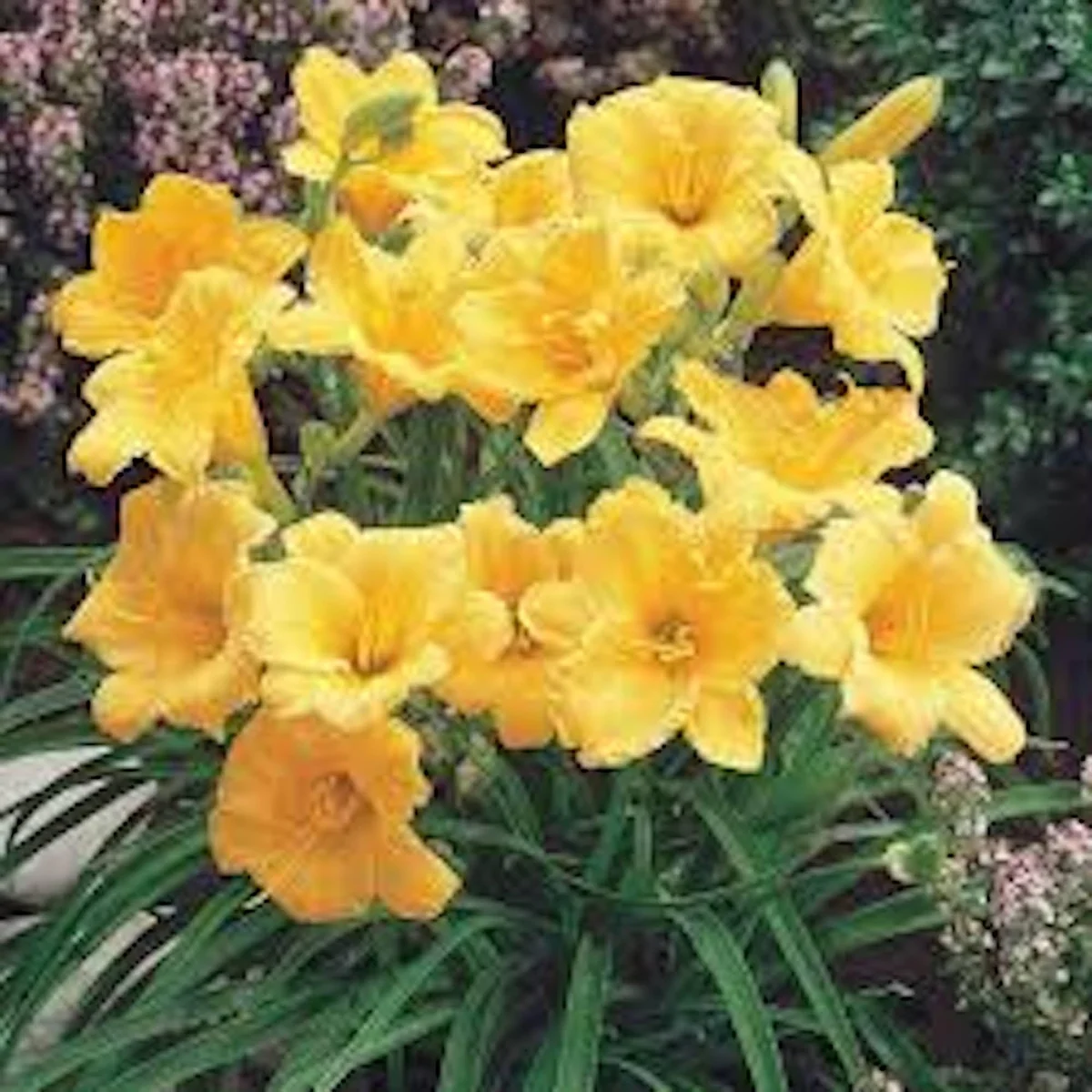 3 Stella De Oro Daylily Hemerocallis Golden Yellow Perennial Bare Root Plant - Image 8