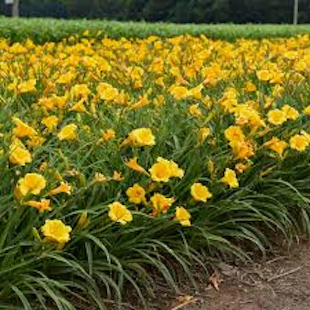3 Stella De Oro Daylily Hemerocallis Golden Yellow Perennial Bare Root Plant - Image 1