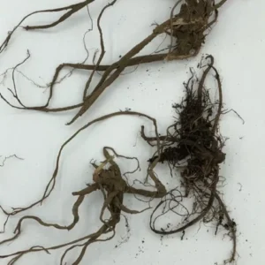 3 Stinging Nettle Bare Roots - Urtica dioica Organic Transplant - Image 3