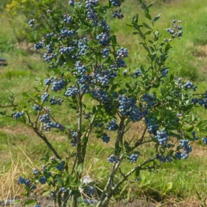 3 Sunshine Blue Blueberry Starter Plugs - Vaccinium corymbosum Live Plant - Image 4