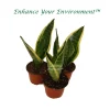 3 Superba Snake Plants - 4 inch Live Houseplant - Sansevieria Trifasciata - Image 1