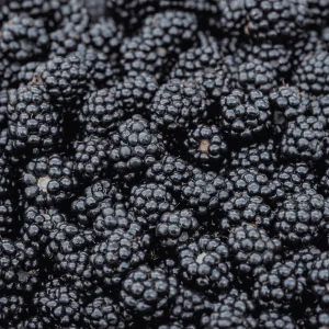 3 Thornless Blackberry Live Plants - Prime Ark Primocane Fruiting Plugs - Image 1