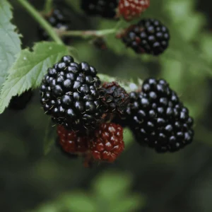 3 Thornless Blackberry Live Plants - Prime Ark Primocane Fruiting Plugs - Image 5