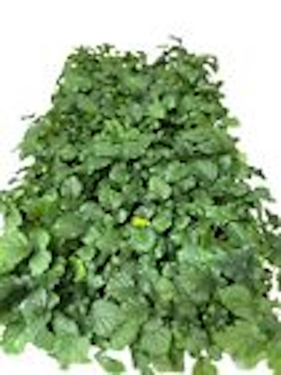 3 Thornless Boysenberry Plant Starter - Perennial Fruit Bush for Sweet-Tart Berries - Image 2