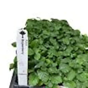 3 Thornless Boysenberry Plant Starter - Perennial Fruit Bush for Sweet-Tart Berries - Image 3