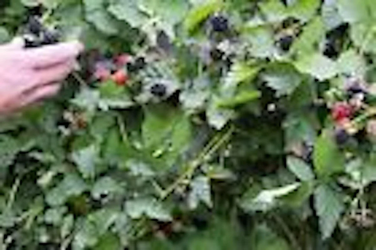 3 Thornless Boysenberry Plant Starter - Perennial Fruit Bush for Sweet-Tart Berries - Image 6