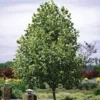 3 Tulip Poplar Tree 12-24in Tall Bare Root - Fast Growing Shade Tree - Image 1
