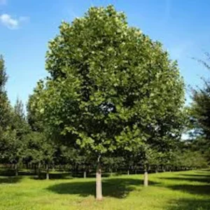 3 Tulip Poplar Tree 12-24in Tall Bare Root - Fast Growing Shade Tree - Image 5
