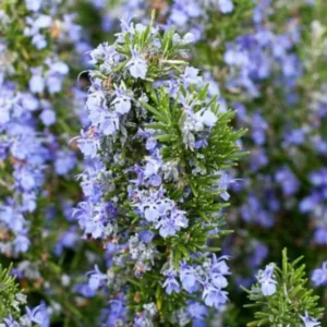 3 Tuscan Blue Rosemary Live Plants - 5-8" Tall - Fragrant Herb Bush - Image 1