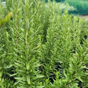 3 Tuscan Blue Rosemary Live Plants - 5-8