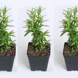 3 Tuscan Blue Rosemary Live Plants - 5-8