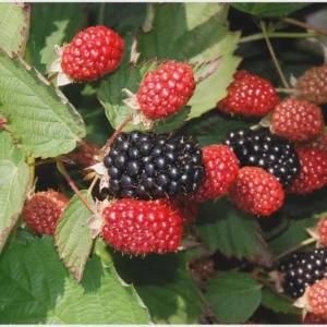 3 Twilight Blackberry Live Plant – Thornless Rubus Starter Plug – USDA Zones 4-9 - Image 5