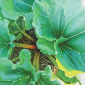 3 Victoria Rhubarb Bare Root Plants - Heirloom Perennial Vegetable for Gardens - Image 4