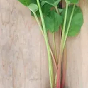 3 Victoria Rhubarb Bare Root Plants - Heirloom Perennial Vegetable for Gardens - Image 7