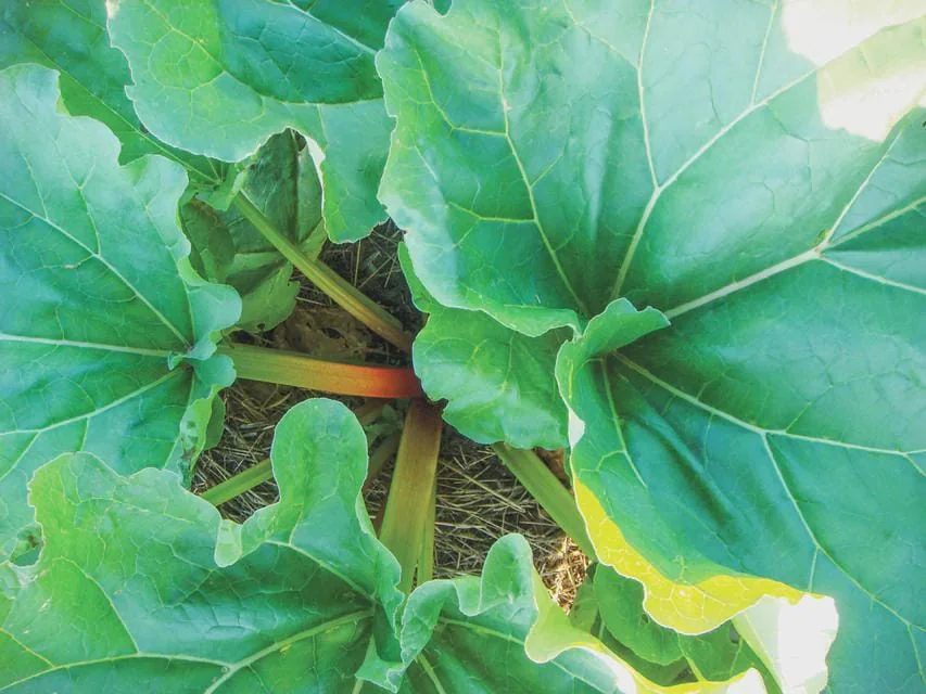 3 Victoria Rhubarb Bare Root Plants - Heirloom Perennial Vegetable for Gardens - Image 8