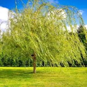 3 Weeping Willow Tree Salix babylonica Bare Root Live Plant 12-24in Tall - Image 4