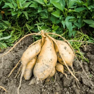 3 White Sweet Potato Live Plants – Rooted Slips with Pot – Ready to Plant - Image 2