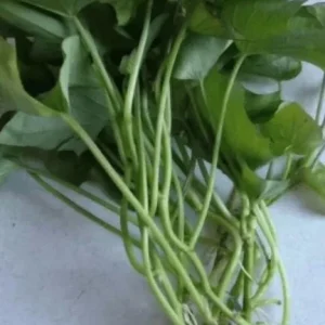 3 White Sweet Potato Live Plants – Rooted Slips with Pot – Ready to Plant - Image 3