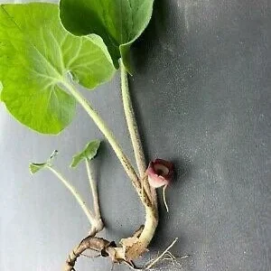 3 Wild Ginger Plants Bare Roots - Asarum Canadense Organic Perennial - Image 10