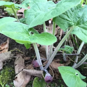 3 Wild Ginger Plants Bare Roots - Asarum Canadense Organic Perennial - Image 9