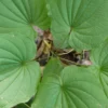 3 Wild Yam Plants - Dioscorea Villosa Bare Root Organic Perennial Vine - Image 1