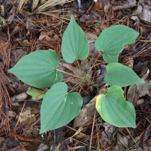 3 Wild Yam Plants - Dioscorea Villosa Bare Root Organic Perennial Vine - Image 3