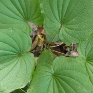 3 Wild Yam Plants - Dioscorea Villosa Bare Root Organic Perennial Vine - Image 1