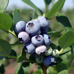 3 Windsor Blueberry Starter Plug - Vaccinium corymbosum - Live Plant - Image 1
