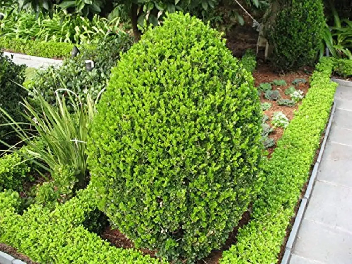 3 Wintergreen Boxwood Hedge Starter Plugs – Evergreen Shrub – Min. 2-4" Tall - Image 2